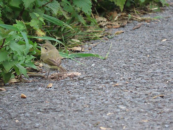 Txio arrunta  - Juana Oyanguren