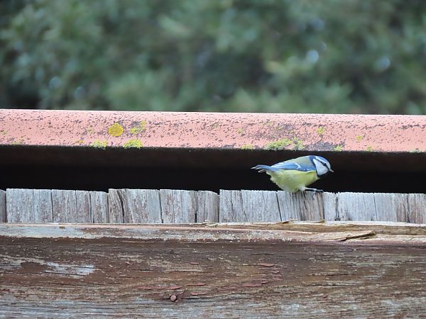 Amilotx urdina  - Juana Oyanguren