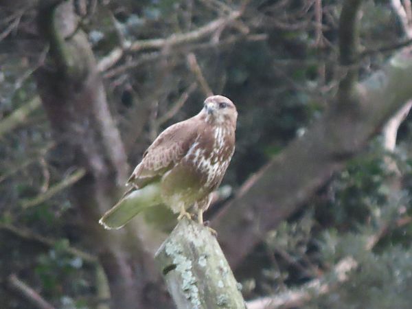 Zapelatz arrunta  - Juana Oyanguren