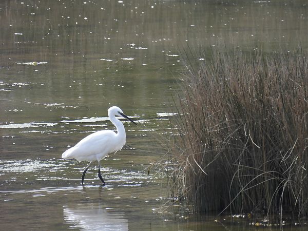 Koartzatxo txikia  - Juana Oyanguren