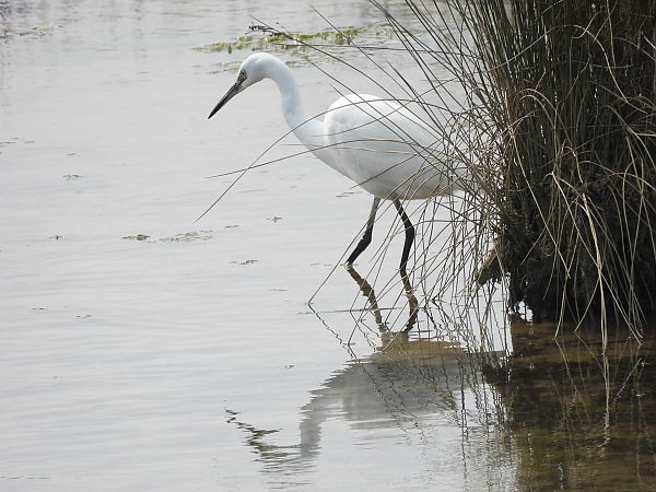 Koartzatxo txikia  - Juana Oyanguren