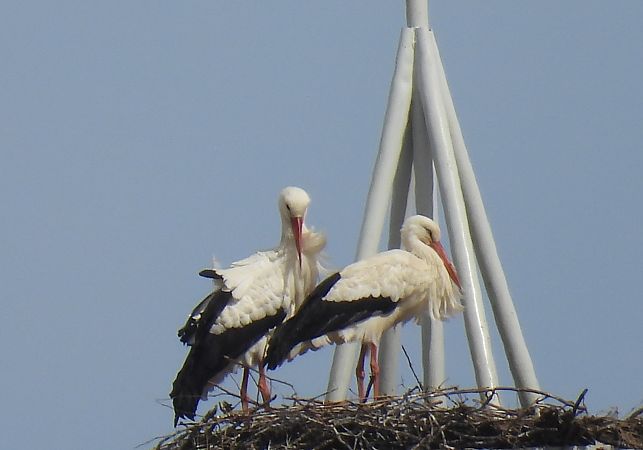 Zikoina zuria  - Juana Oyanguren
