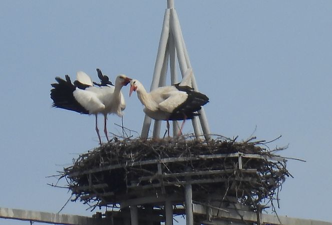 Zikoina zuria  - Juana Oyanguren