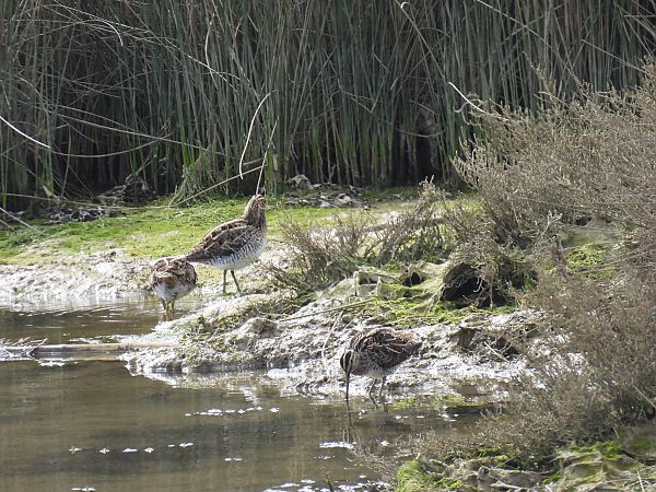 Istingor arrunta  - Juana Oyanguren