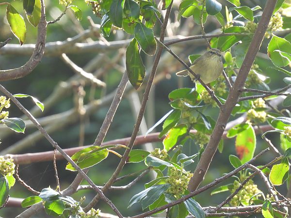 Txio arrunta  - Juana Oyanguren