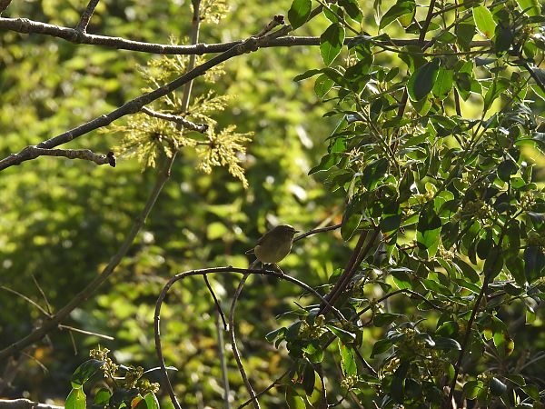 Txio arrunta  - Juana Oyanguren