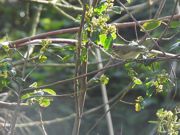 Txio arrunta  - Juana Oyanguren