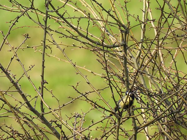 Kaskabeltz handia  - Juana Oyanguren