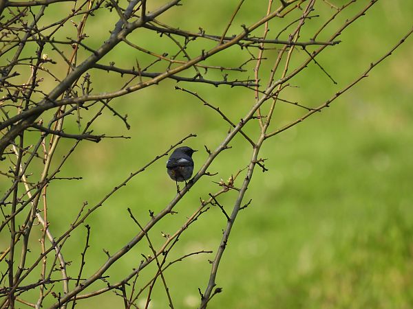 Buztangorri iluna  - Juana Oyanguren