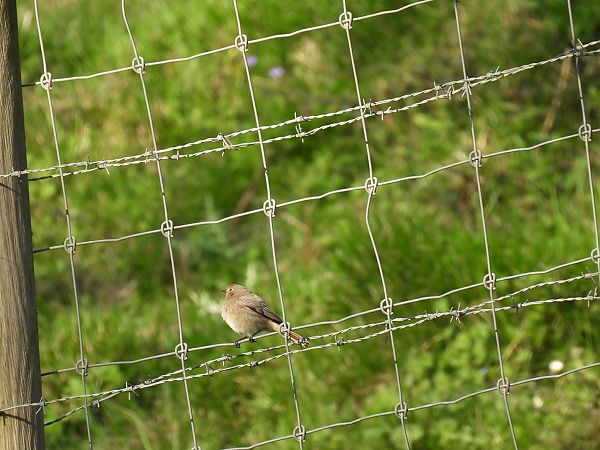 Buztangorri iluna  - Juana Oyanguren