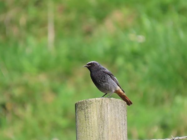Buztangorri iluna  - Juana Oyanguren