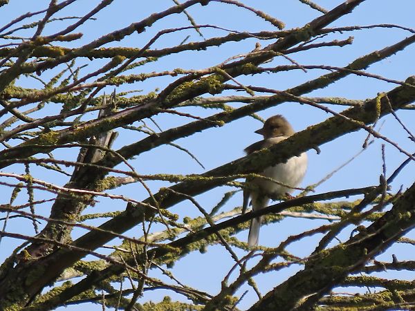 Txonta arrunta  - Juana Oyanguren
