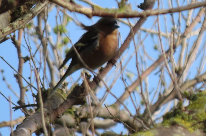 Txonta arrunta  - Juana Oyanguren