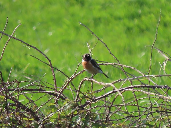 Pitxartxar burubeltza  - Juana Oyanguren
