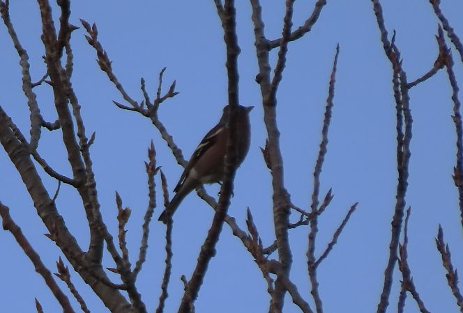 Txonta arrunta  - Juana Oyanguren