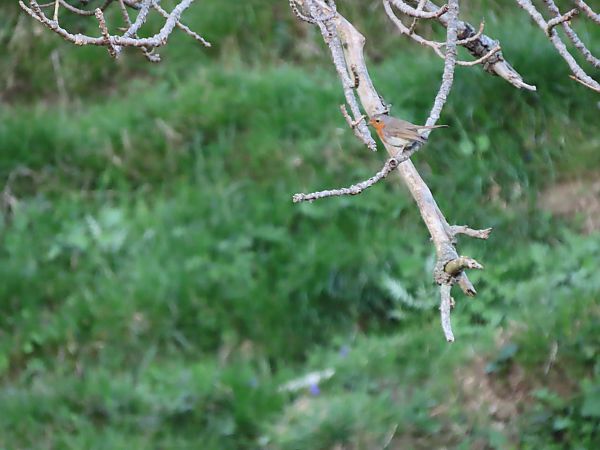 Txantxangorria  - Juana Oyanguren