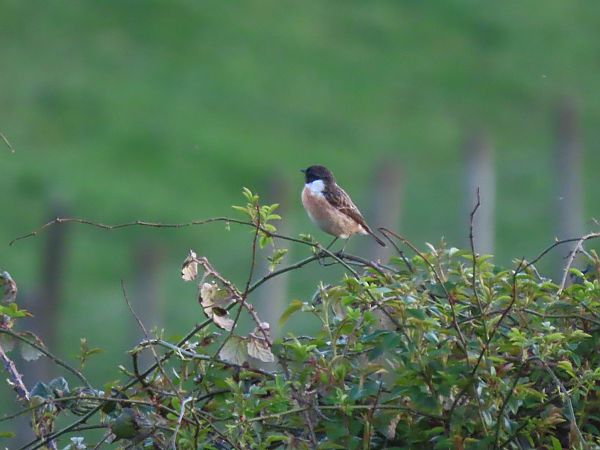 Pitxartxar burubeltza  - Juana Oyanguren