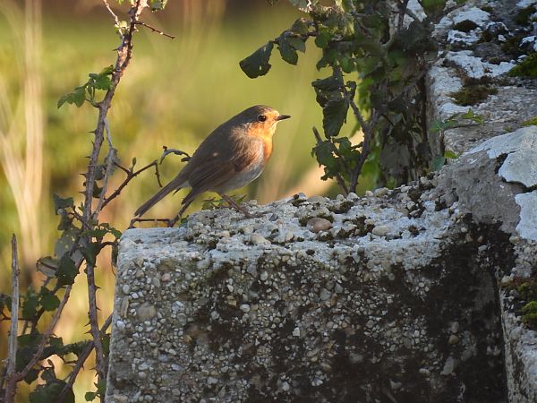 Txantxangorria  - Juana Oyanguren