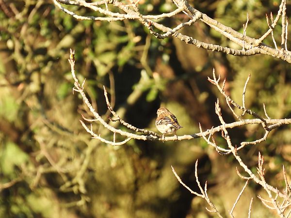Txonta arrunta  - Juana Oyanguren