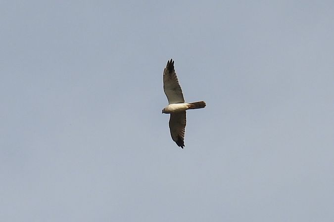 Mirotz lepazuria  - Juana Oyanguren