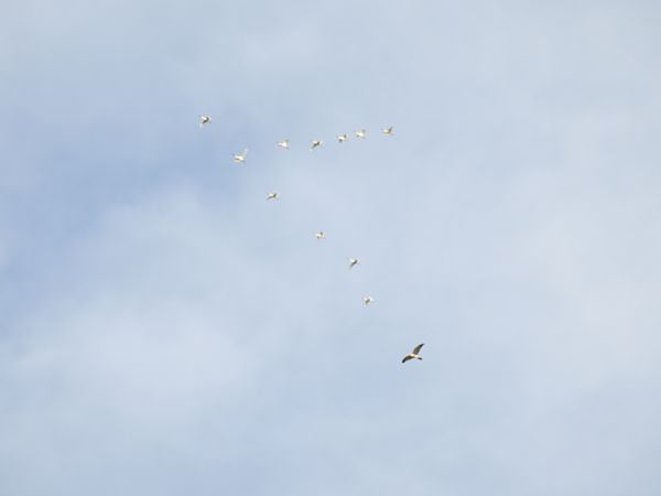 Mirotz lepazuria  - Juana Oyanguren