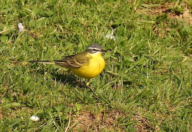 Motacilla flava flava  - Juana Oyanguren