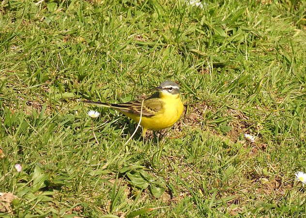Motacilla flava flava  - Juana Oyanguren