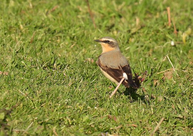 Buztanzuri arrunta  - Juana Oyanguren