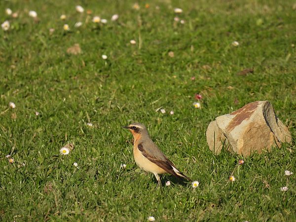 Buztanzuri arrunta  - Juana Oyanguren