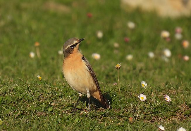 Buztanzuri arrunta  - Juana Oyanguren