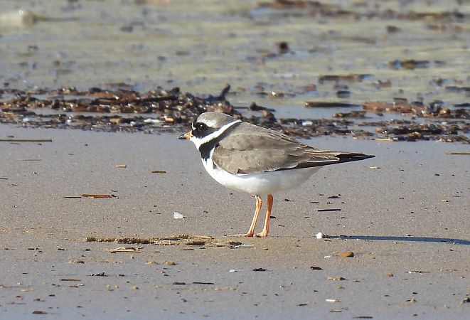 Txirritxo handia  - Juana Oyanguren