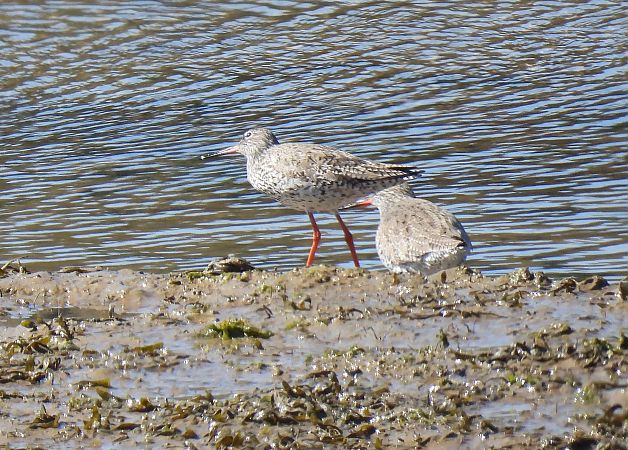 Bernagorri arrunta  - Juana Oyanguren