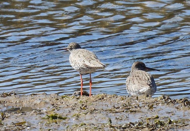 Bernagorri arrunta  - Juana Oyanguren