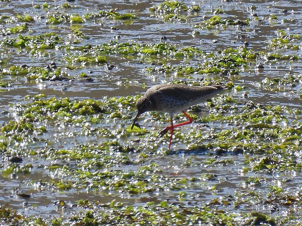 Bernagorri arrunta  - Juana Oyanguren