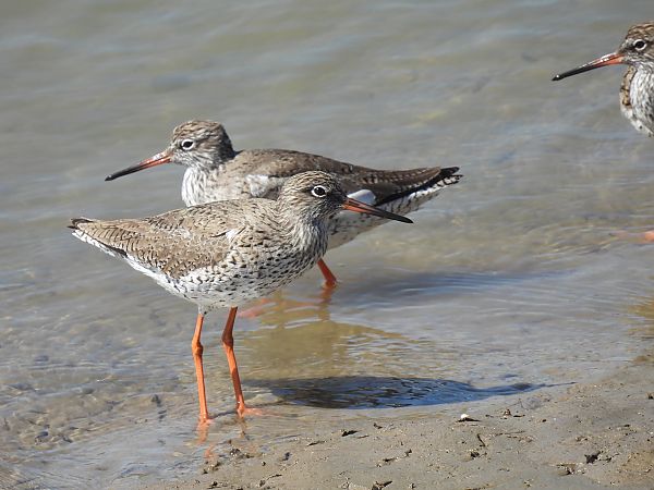 Bernagorri arrunta  - Juana Oyanguren