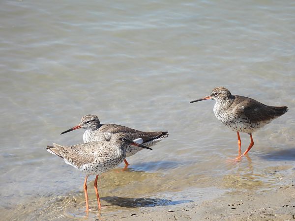 Bernagorri arrunta  - Juana Oyanguren