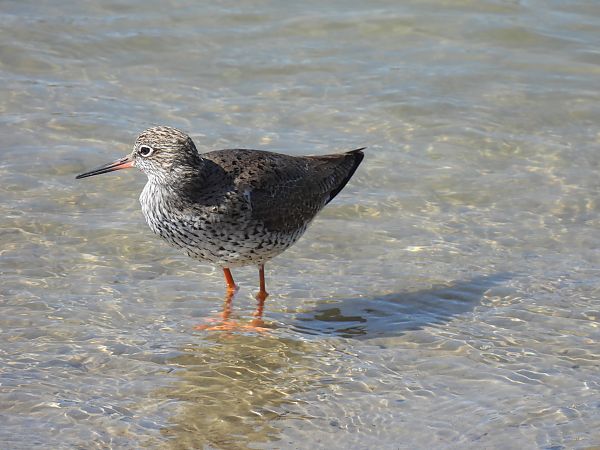 Bernagorri arrunta  - Juana Oyanguren