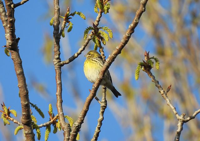Txirriskila arrunta  - Juana Oyanguren