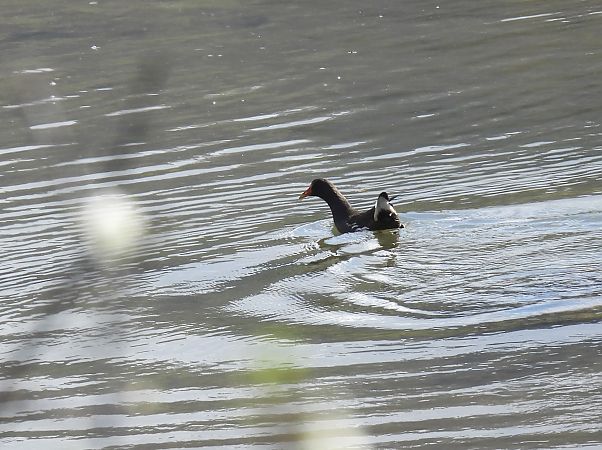Uroilo arrunta  - Juana Oyanguren