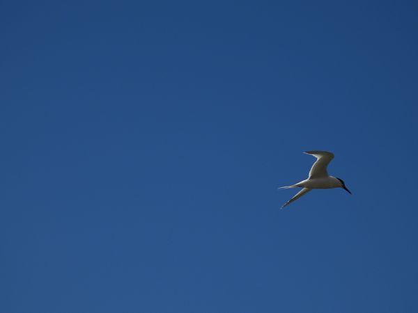 Txenada hankabeltza  - Juana Oyanguren