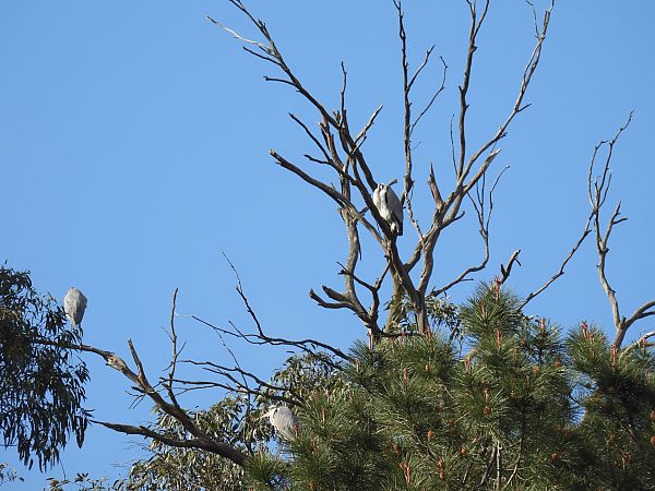 Koartza hauskara  - Juana Oyanguren