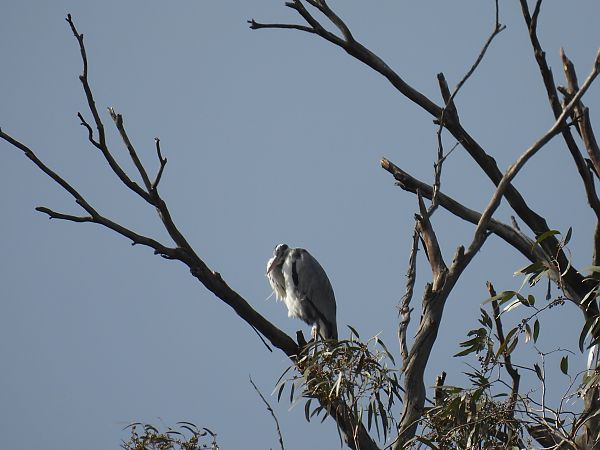 Koartza hauskara  - Juana Oyanguren