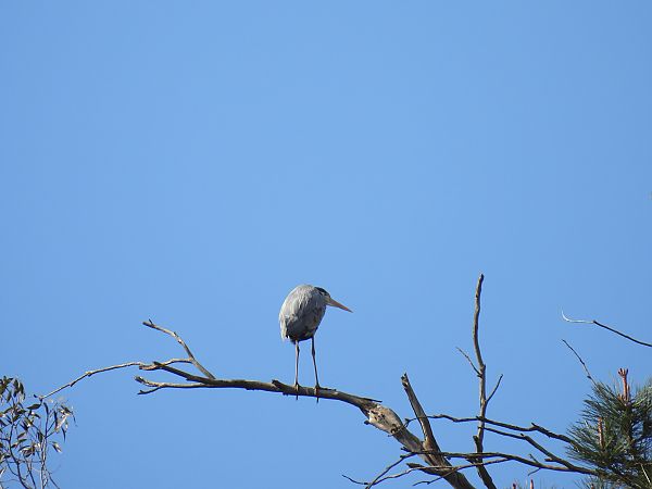 Héron cendré  - Juana Oyanguren