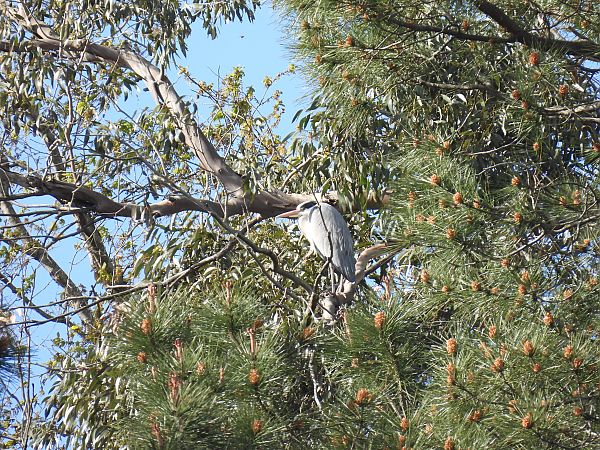 Koartza hauskara  - Juana Oyanguren