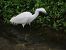 Koartzatxo txikia (Egretta garzetta) © Jose Manuel Unanue