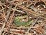 Western Green Lizard (Lacerta bilineata) © Aitor Urrutia