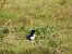 Eurasian Magpie - Juana Oyanguren