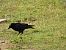 Carrion Crow - Juana Oyanguren