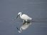 Little Egret (Egretta garzetta) © Juana Oyanguren