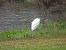 Aigrette garzette (Egretta garzetta) © Juana Oyanguren